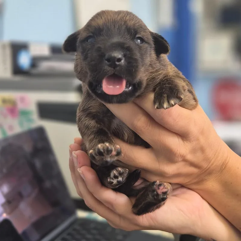 A baby small-sized female Brindle Labrador Retriever dog named McChicken for adoption in Wahiawa, HI