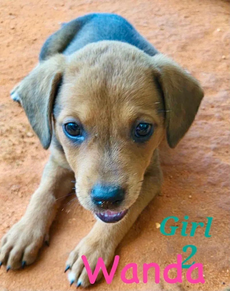 W litter Wanda