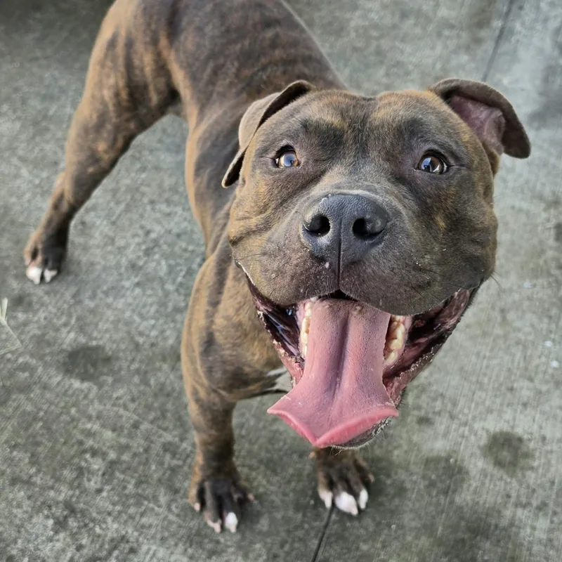 A young large-sized male American Staffordshire Terrier dog named Lyle Handsome Brindle for adoption in Meriden, CT