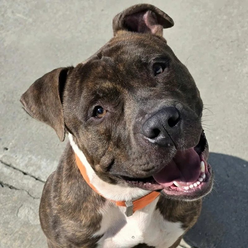 Lyle  Handsome Brindle thumbnail 2