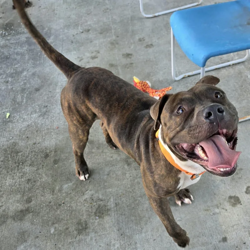 Lyle  Handsome Brindle thumbnail 3