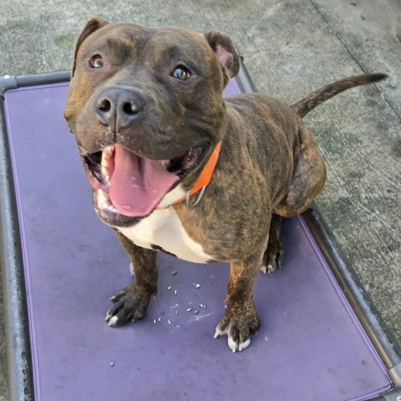 Lyle  Handsome Brindle thumbnail 4
