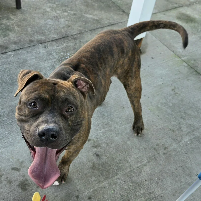 Lyle  Handsome Brindle thumbnail 5