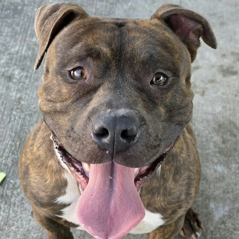 Lyle  Handsome Brindle thumbnail 6