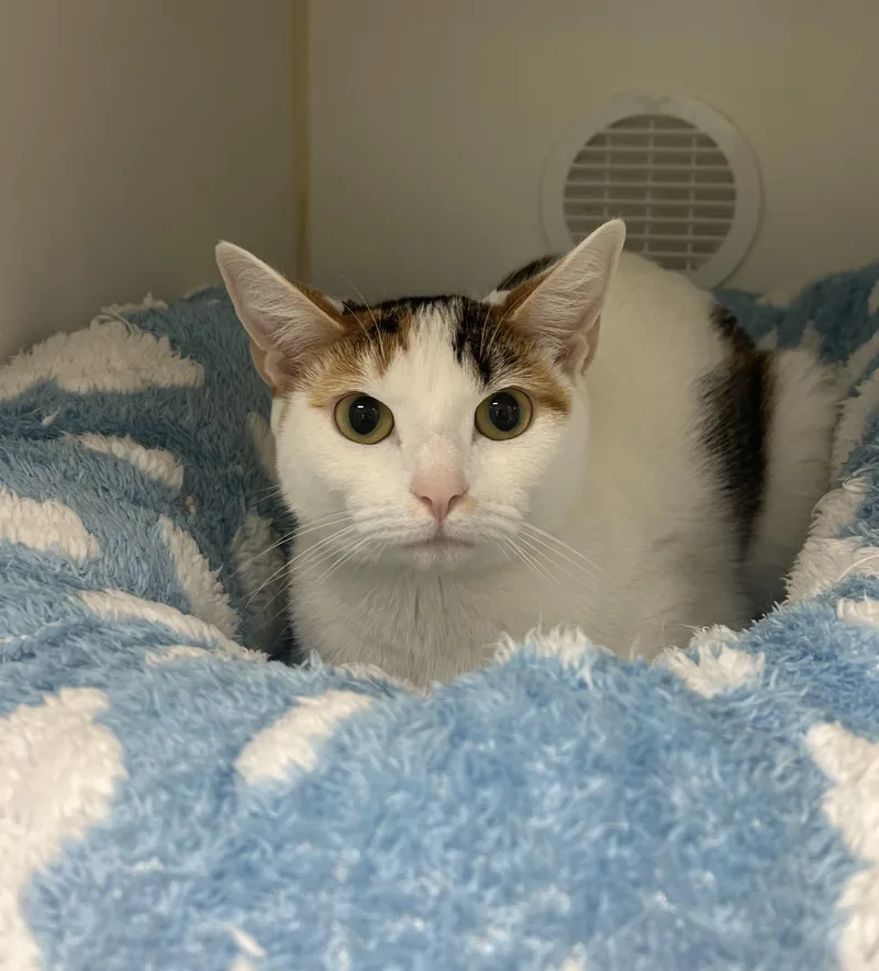 An adult medium-sized female Domestic Short Hair cat named Snickers for adoption in Reisterstown, MD
