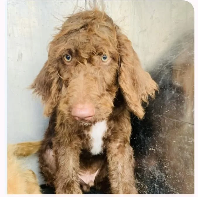A baby large-sized male Labradoodle dog named Truffle for adoption in Gainesville, VA