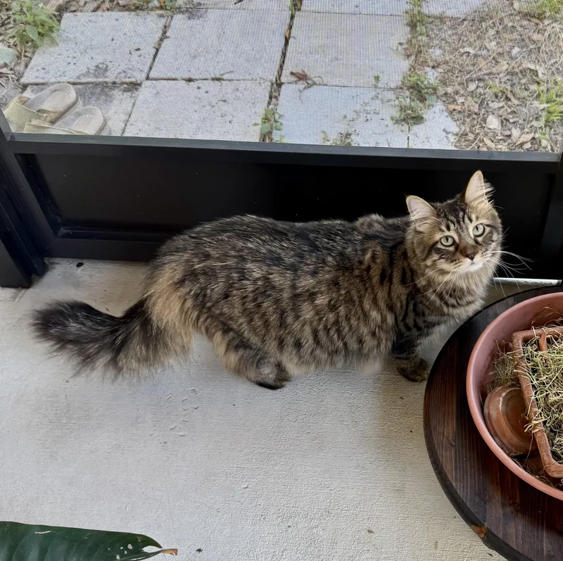 Joan Rivers thumbnail 2