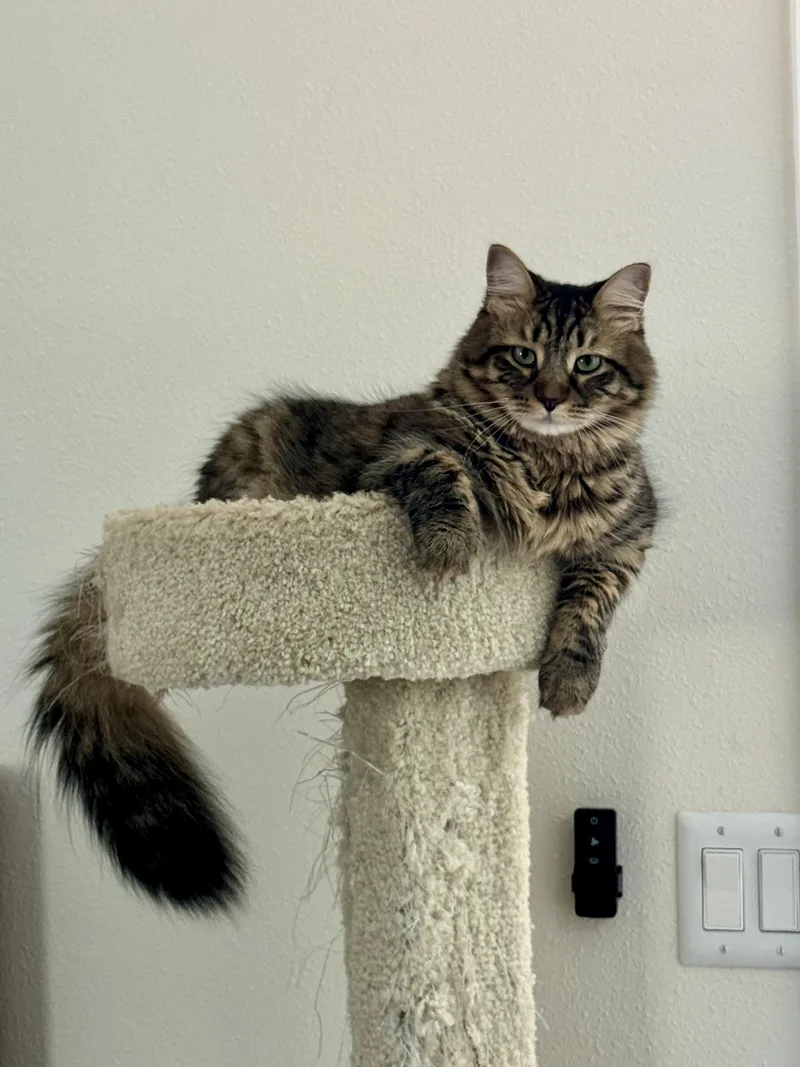 Joan Rivers thumbnail 3