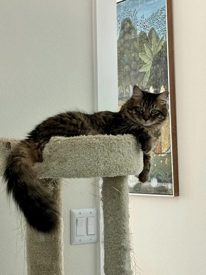 Joan Rivers thumbnail 4