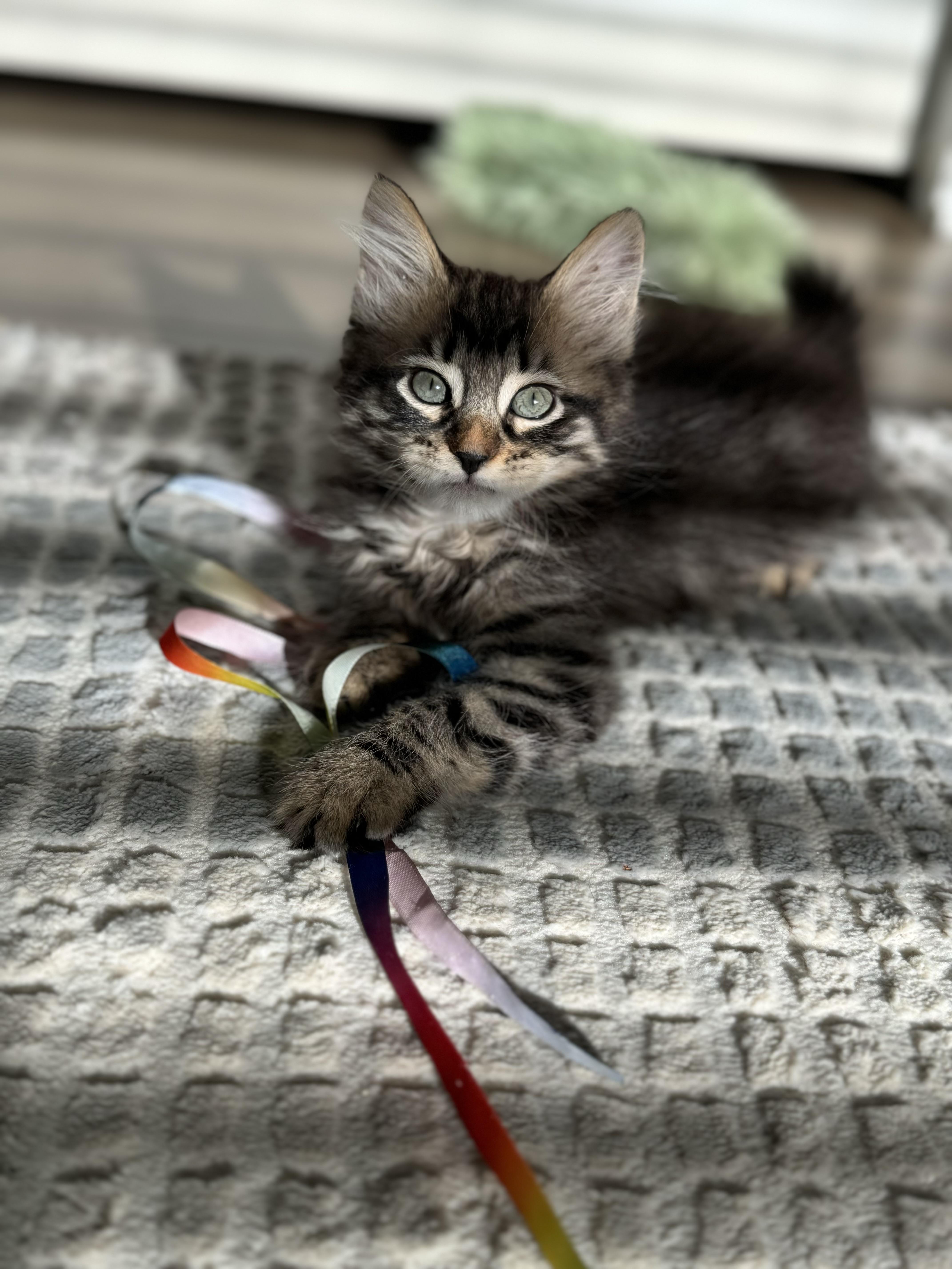 Joan Rivers thumbnail 5