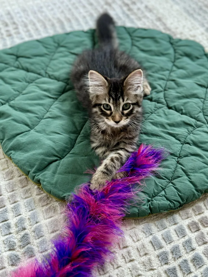 Joan Rivers thumbnail 6