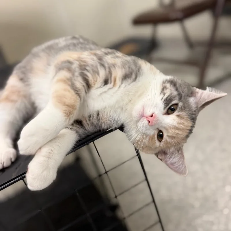 A baby small-sized female Calico Domestic Short Hair cat named Barley for adoption in Enfield, NH