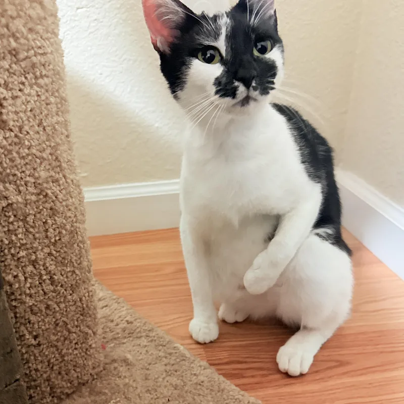 A young medium-sized female Black Domestic Short Hair cat named Onyx for adoption in Los Altos Hills, CA