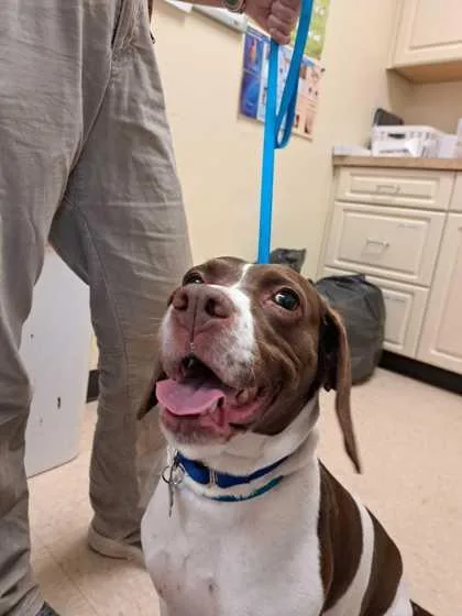 A senior medium-sized female English Springer Spaniel dog named Gracie for adoption in Burlington, WA