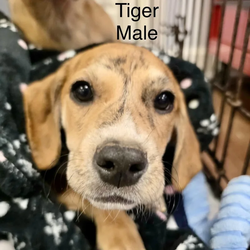 A baby medium-sized male Yellow / Tan / Blond / Fawn American Foxhound dog named Tiger for adoption in High View, WV
