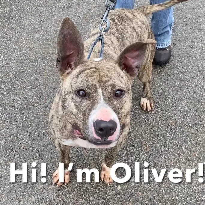 Oliver