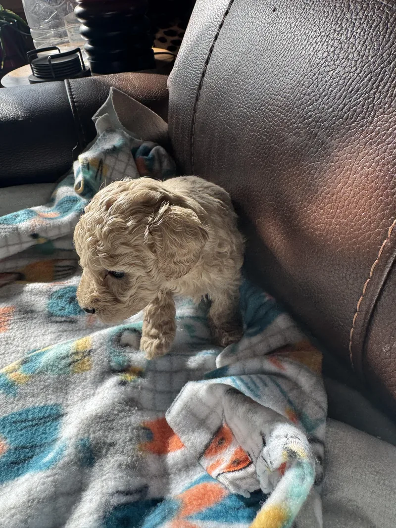 A baby small-sized female Apricot / Beige Miniature Poodle dog named Riley for adoption in Glenwood City, WI