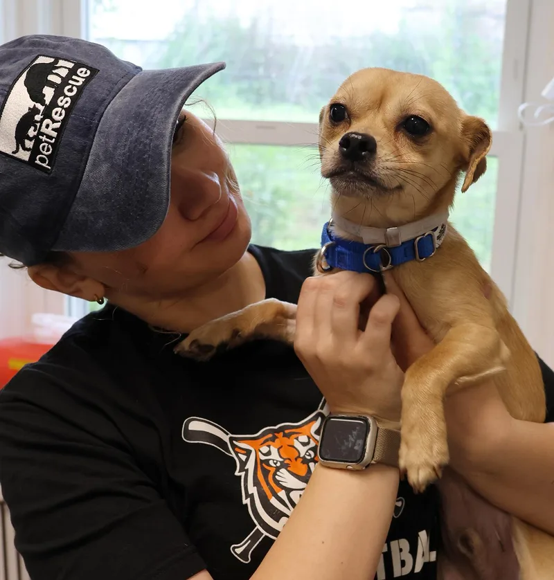 A baby small-sized male Apricot / Beige Chihuahua dog named Bob for adoption in Harrison, NY