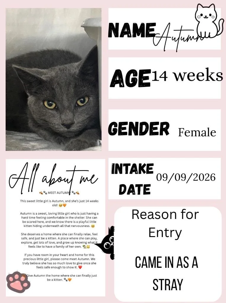 A baby medium-sized female Domestic Short Hair cat named Autumn for adoption in New Manchester, WV