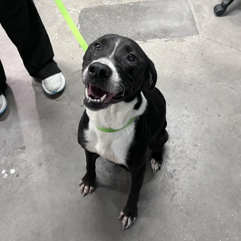 An adult medium-sized female Labrador Retriever dog named Brandi for adoption in Tampa, FL