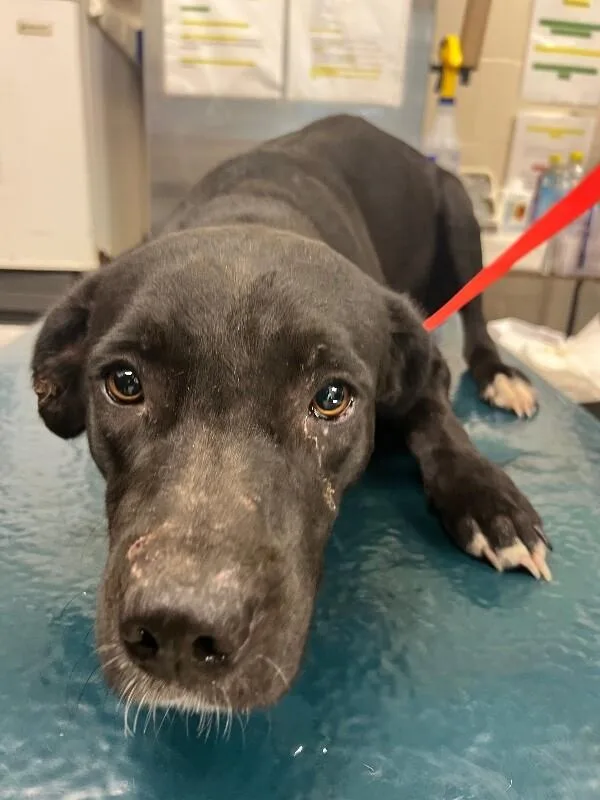 An adult medium-sized female Black Mixed Breed dog named Magic for adoption in Mobile, AL
