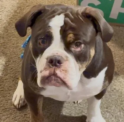 Rosie Wigglepuff thumbnail 2