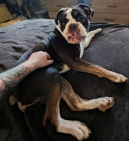 Rosie Wigglepuff thumbnail 3