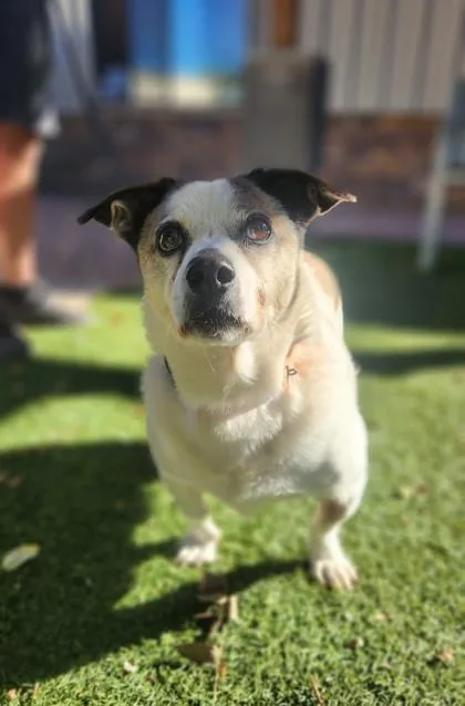 A senior medium-sized male White / Cream Jack Russell Terrier dog named Ralph for adoption in Payson, AZ