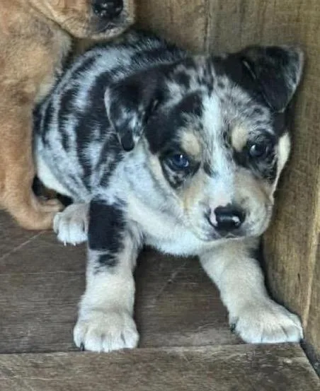 A baby medium-sized male Merle (Blue) Australian Shepherd dog named Sparkler for adoption in Wonder Lake, IL