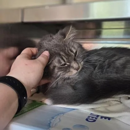 An adult medium-sized female Domestic Medium Hair cat named Moonbeam Ice Cream for adoption in Westland, MI