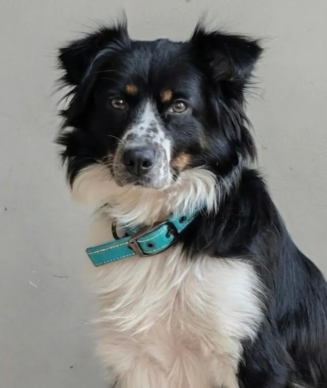 An adult medium-sized female Tricolor (Brown, Black, & White) Australian Shepherd dog named Sadie for adoption in Fredericksburg, VA