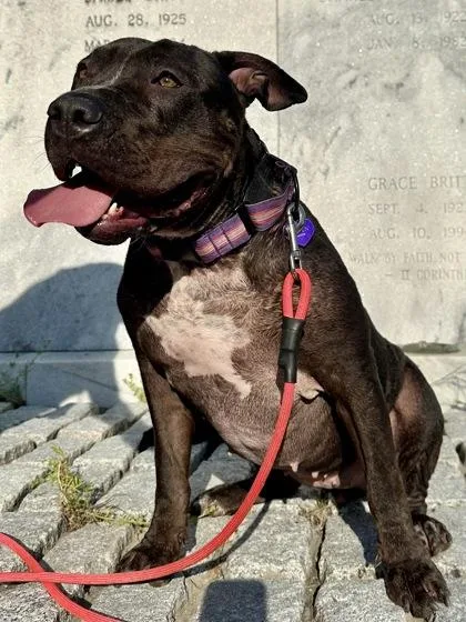 An adult large-sized female Mixed Breed dog named Chanel for adoption in Chamblee, GA