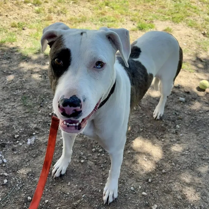 An adult large-sized male Brindle Catahoula Leopard Dog dog named Merlin for adoption in Collinsville , OK