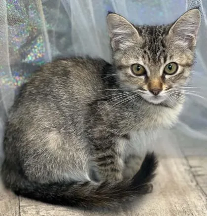 An adult small-sized female Domestic Short Hair cat named Mittens for adoption in Shreveport, LA