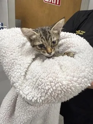 Mittens thumbnail 2
