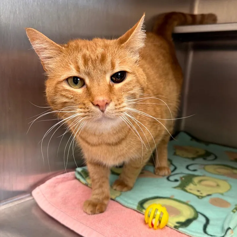 A senior large-sized male Domestic Short Hair cat named Henry for adoption in Naperville, IL