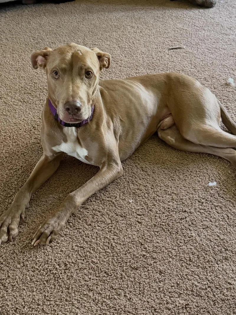 An adult medium-sized male Brown / Chocolate Pit Bull Terrier dog named Isaac for adoption in Minneapolis, MN