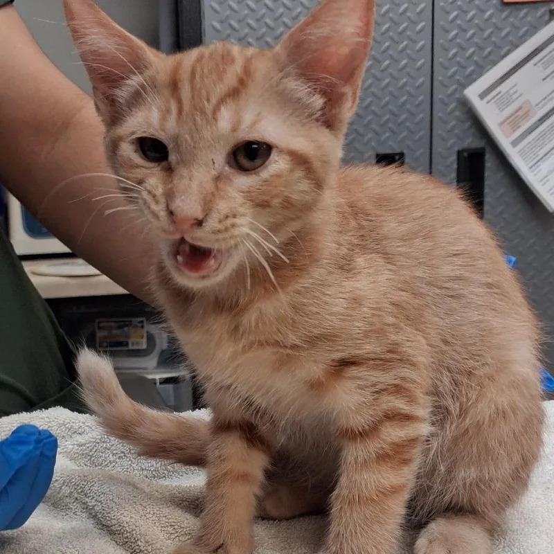 A baby small-sized male Orange / Red Domestic Short Hair cat named Cartman for adoption in Newark, NJ