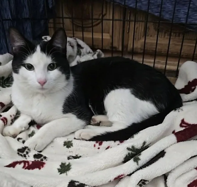 A young medium-sized male Domestic Short Hair cat named Mickey for adoption in Ogden, UT