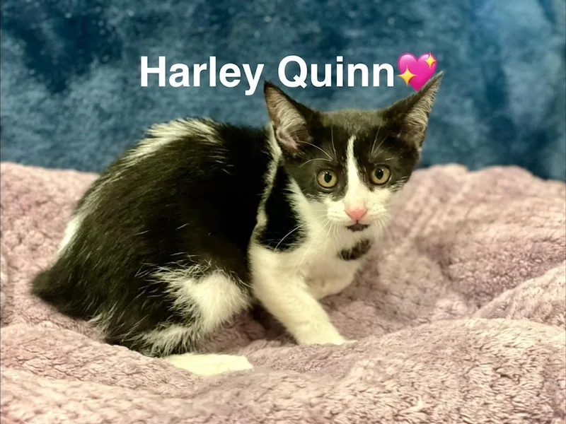 A baby small-sized female Domestic Short Hair cat named Harley Quinn for adoption in Lunenburg, MA