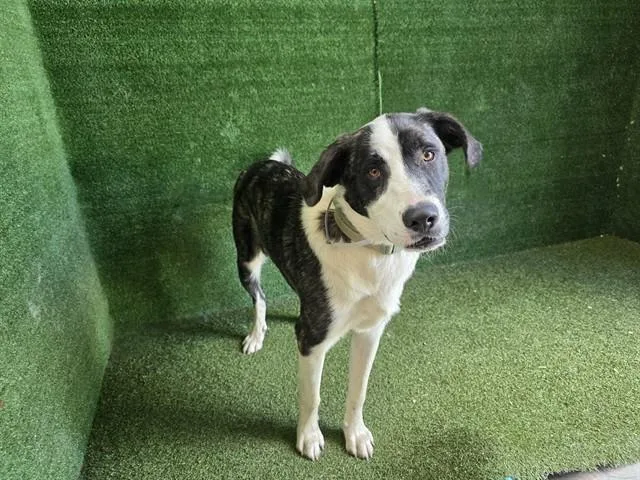 A young large-sized male Border Collie dog named Maximus for adoption in Lancaster, CA