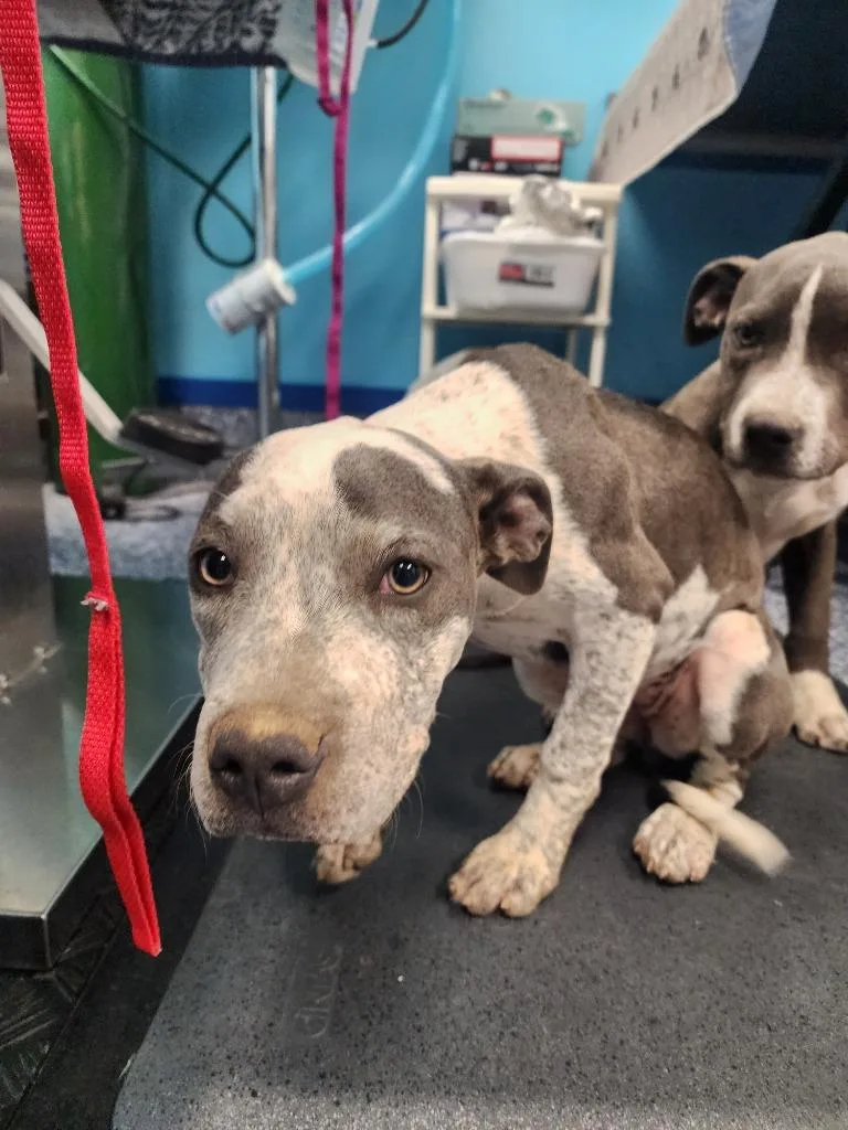 A baby small-sized female Pit Bull Terrier dog named Kristen for adoption in Maumelle, AR