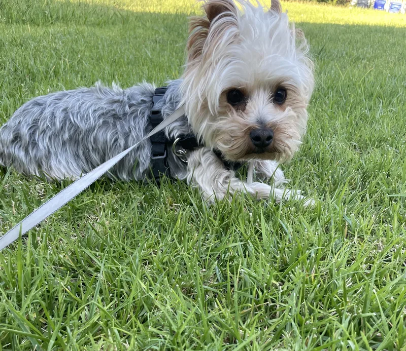 A young small-sized male White / Cream Yorkshire Terrier dog named Tzittzit for adoption in San Diego, CA