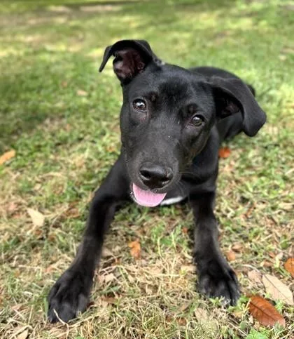 An adult medium-sized female Mixed Breed dog named Marietta for adoption in Houston, TX