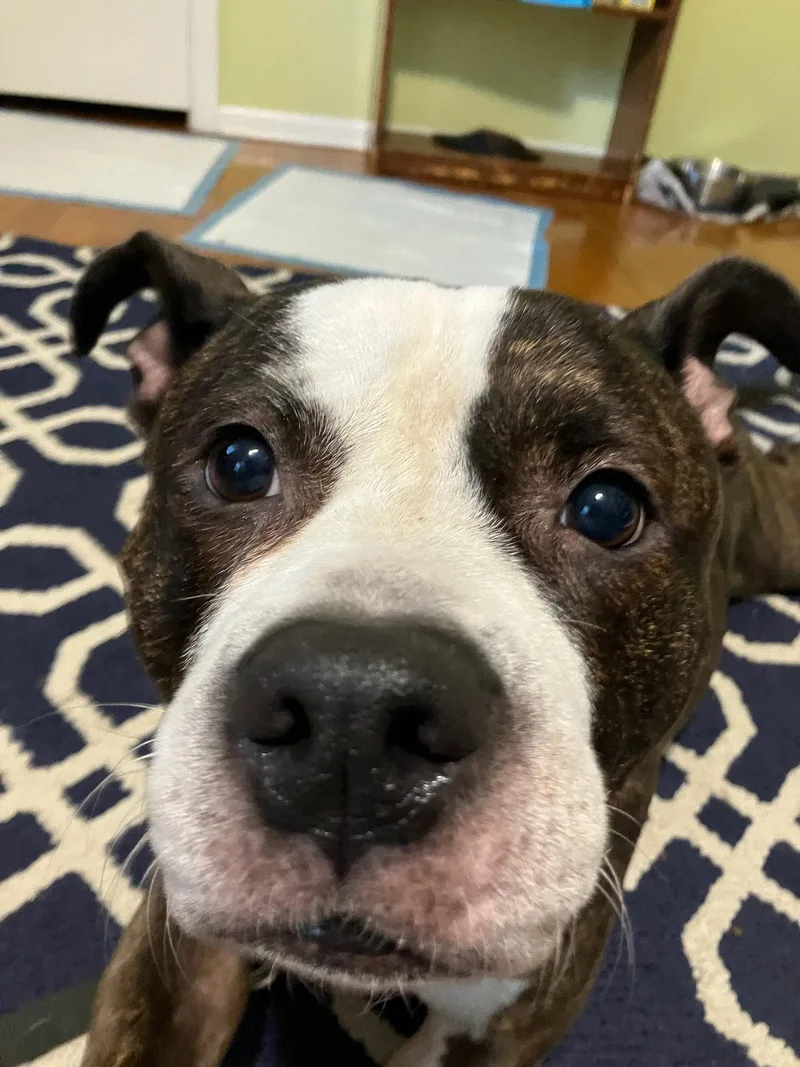 A young medium-sized female Pit Bull Terrier dog named Nala for adoption in New Hope, PA