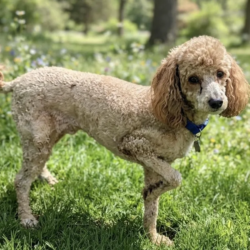 An adult small-sized male Apricot / Beige Miniature Poodle dog named Alan for adoption in Las Vegas, NV