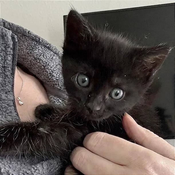 A baby small-sized male Black Domestic Short Hair cat named A Benito for adoption in Pleasant Hill, CA