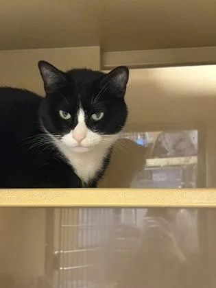An adult small-sized male Domestic Short Hair cat named Loki for adoption in West Chester, PA