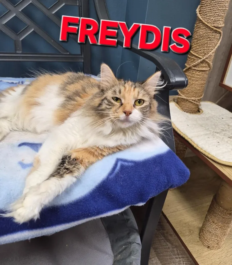 A baby medium-sized female Domestic Short Hair cat named Freydis for adoption in Rome, GA