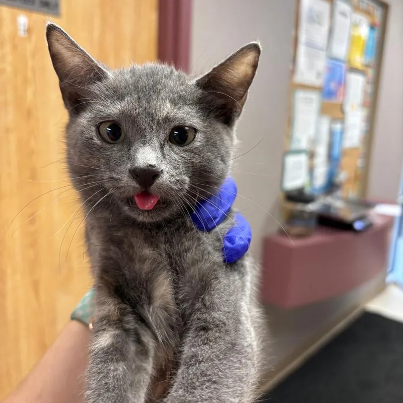 A baby small-sized female Tortoiseshell Domestic Short Hair cat named Raspberry for adoption in St Joseph, MO